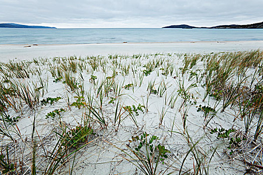 沙滩,草,苏必利尔湖,安大略省,加拿大