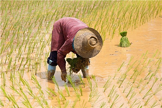 稻米,植物