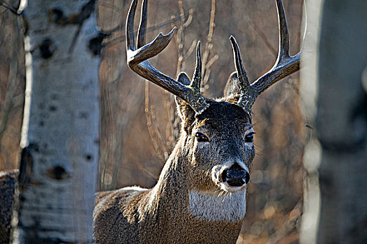 雄性,白尾鹿,西南方,艾伯塔省,加拿大
