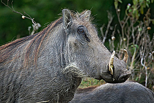 疣猪,马赛马拉,肯尼亚
