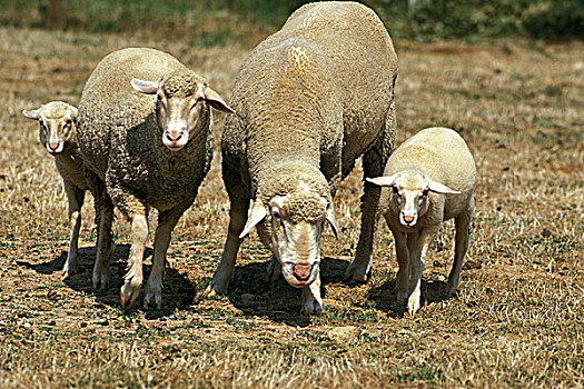 家羊,德国人,母羊,羊羔