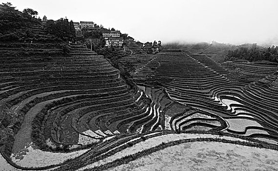 桂林龙胜金坑梯田风光