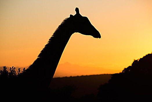 剪影,长颈鹿,南非