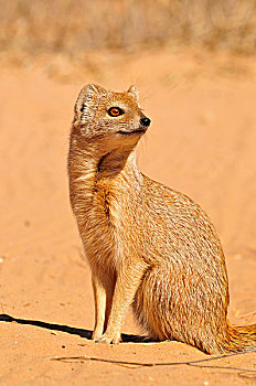 黄獴,卡拉哈迪大羚羊国家公园,卡拉哈里沙漠,南非,非洲