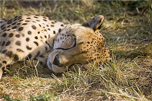 睡觉,印度豹