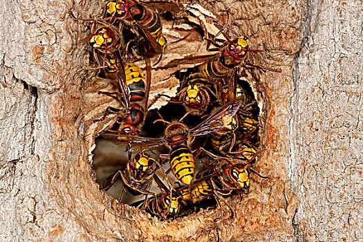 大黄蜂,入口,树,中空,图林根州,德国,欧洲