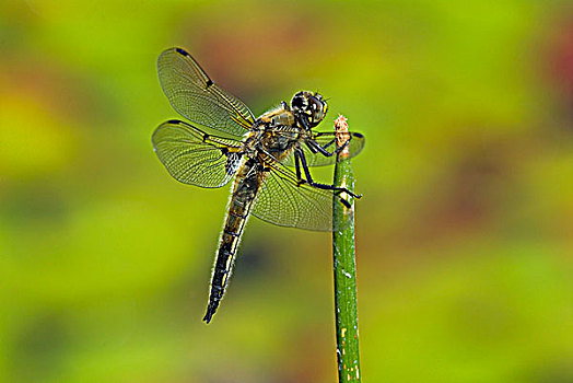 四个,斑点,蜻蜓,不列颠哥伦比亚省,加拿大