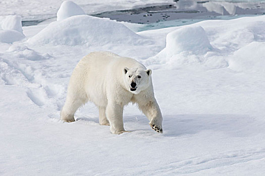 挪威,斯瓦尔巴特群岛,浮冰,雌性,北极熊