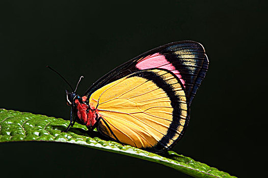 涂绘,漂亮,蝴蝶,国家公园,亚马逊雨林,厄瓜多尔,南美