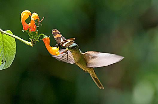 蜂鸟,蝴蝶,花,厄瓜多尔