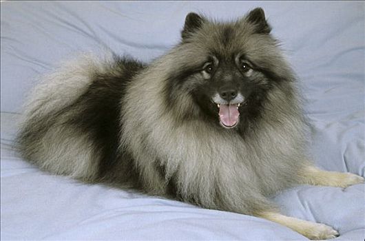 荷兰毛狮犬,狗,坐,床