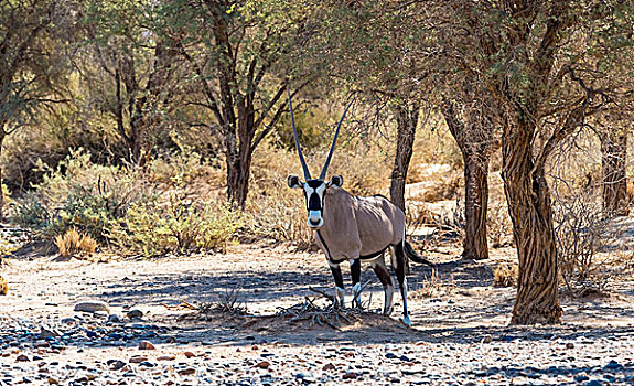 南非大羚羊,羚羊,荒野,自然保护区,边缘,纳米布沙漠,纳米比亚,非洲