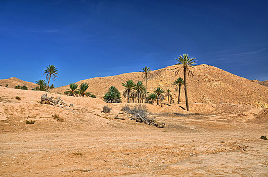 棕榈树,撒哈拉沙漠,突尼斯,非洲