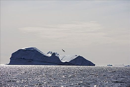 格陵兰,伊路利萨特,世界遗产,冰河,世界,巨大,冰山,海洋,正面