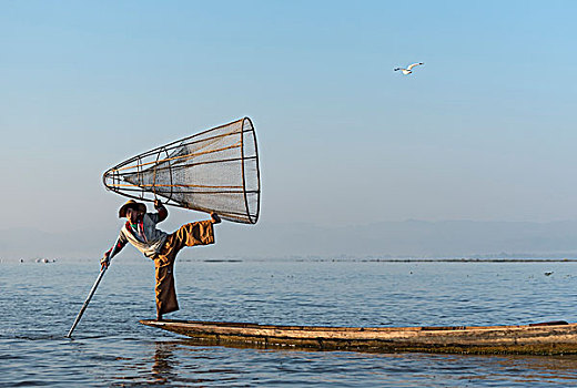 渔民,捕鱼,传统,锥形,渔网,茵莱湖,缅甸,亚洲
