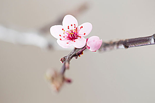 特写,粉色,树,花