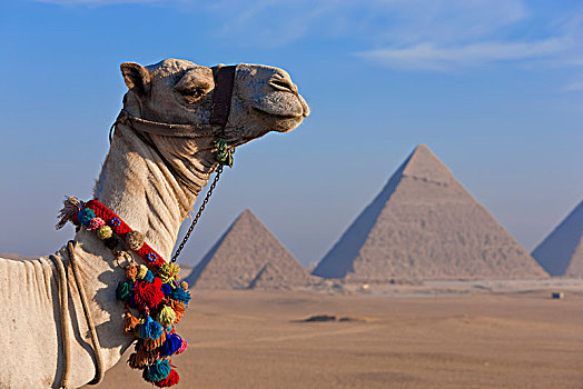 骆驼,沙漠,三个,金字塔,吉萨金字塔,复杂,埃及,远景