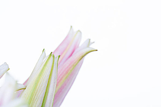 百合花,花蕊微距摄影