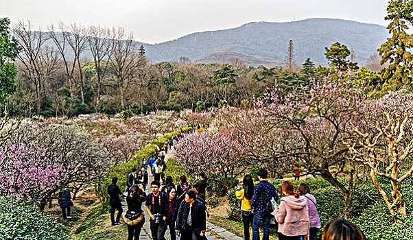 南京梅花山梅花节