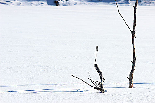 冬季,雪,影