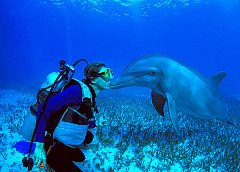潜水者,吻,海豚,水下