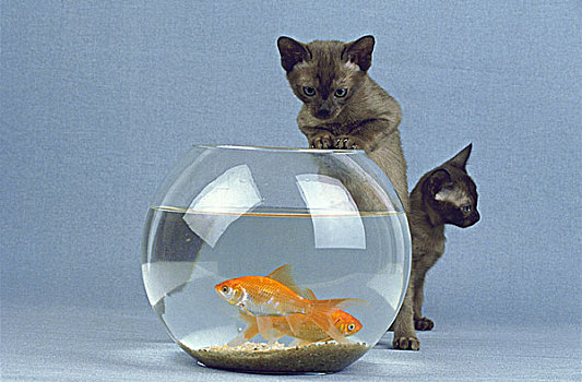 缅甸,家猫,小猫,玩,鱼