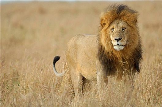狮子,雄性,肯尼亚