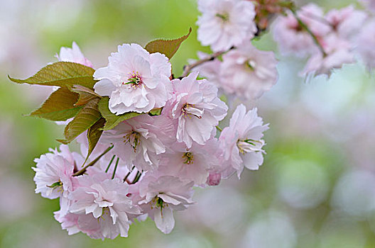 花,日本,樱桃树,枝条,北莱茵威斯特伐利亚,德国,欧洲