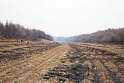 焚烧过的大地雾霾