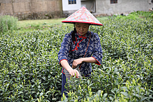 松阳茶场