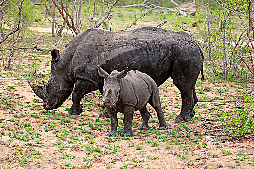 白色,犀牛,白犀牛,成年,动物,小动物,觅食,吃,交际,行为,厚皮动物,克鲁格国家公园,南非,非洲