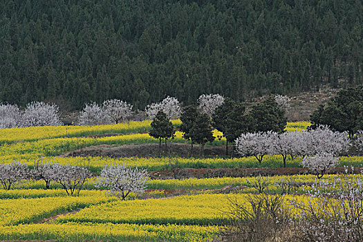 油菜花开