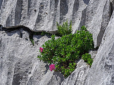 杜鹃花属植物,缝隙,喀斯特地貌,石头,施蒂里亚,奥地利,欧洲