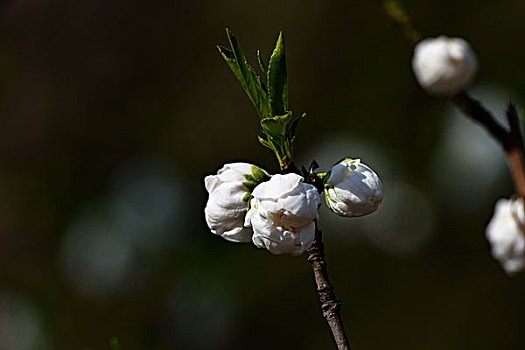 碧桃花