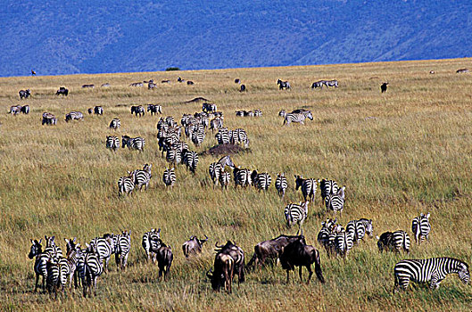 肯尼亚,马塞马拉野生动物保护区,斑马,角马,迁徙
