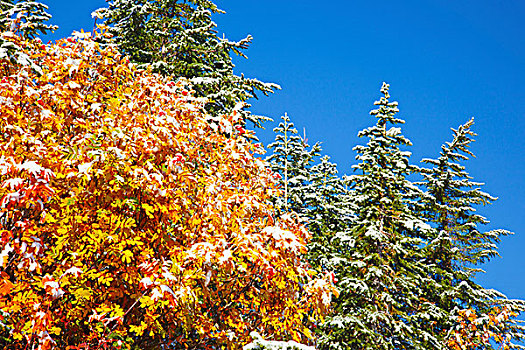 初雪,秋色,山,雷尼尔山,国家公园,华盛顿,美国