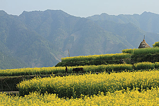 家朋油菜花