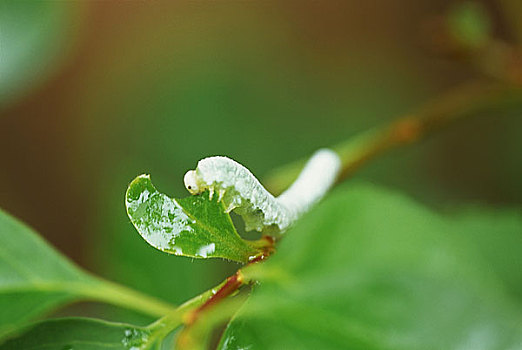 昆虫,芽