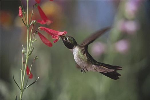 宽尾蜂鸟,花蜜,深红色,花,新墨西哥