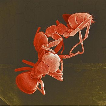 两个,蚂蚁,昆虫,扫描,电子显微镜,扩大,动物