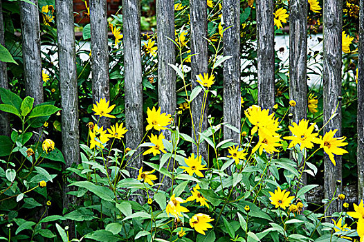 黄色,秋花,正面,花园栅栏