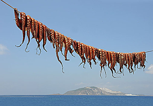 章鱼,向上,弄干,晾衣绳,曼德拉基港,希腊,欧洲