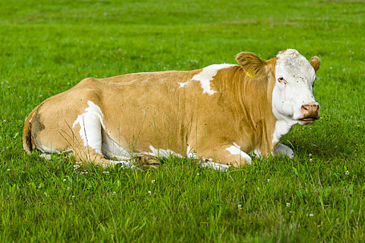 母牛,卧,草场
