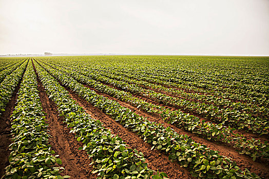 大豆,犁沟,灌溉,英格兰,阿肯色州,美国