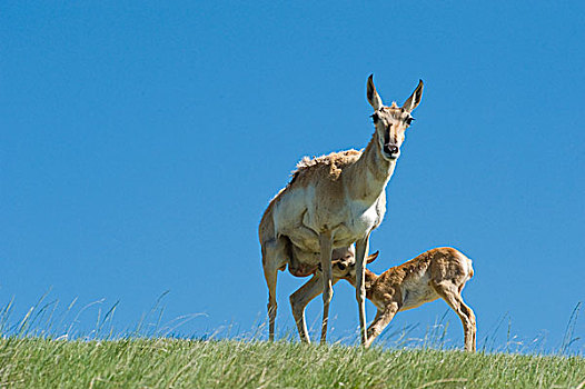 母亲,婴儿,羚羊,叉角羚,草地,怀俄明
