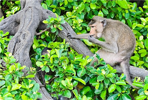 猴子,短尾猿,坐在树上