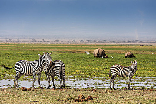 非洲草原,斑马