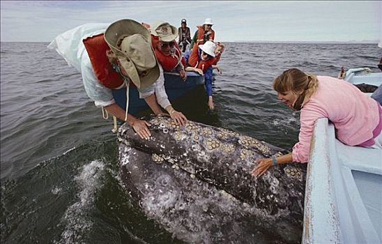 灰鲸,游客,墨西哥