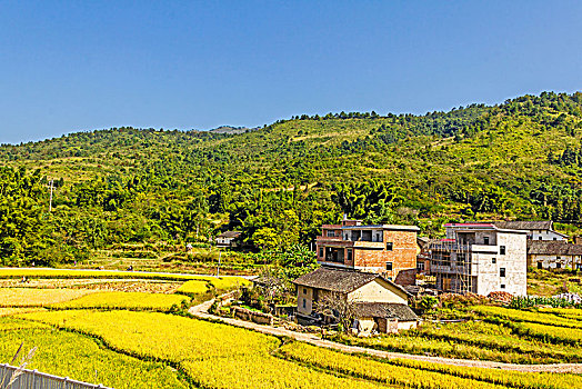 秋季成熟的稻田田园村庄景观背景