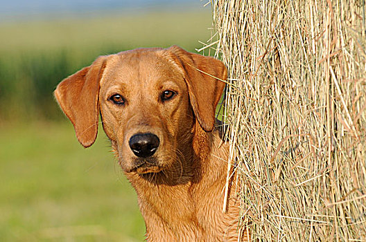 拉布拉多犬,雌性,狗,肖像,站立,靠近,大捆,稻草